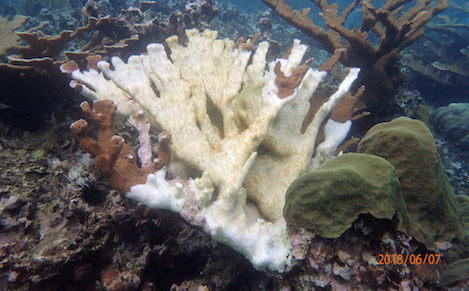 【さんごページ】 サンゴの病気から考える環境変異 | Dive into Jamaica（高間 億人